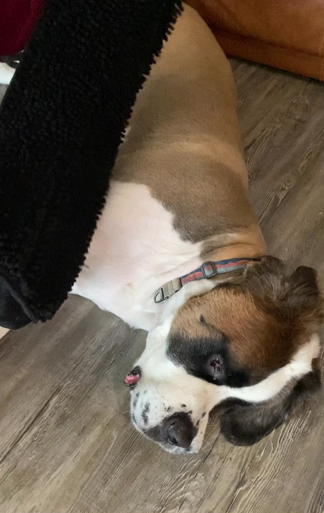 Lavender Vanilla Infused Dog Drying Towel