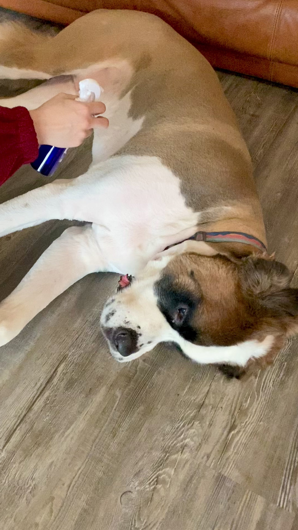 Blueberry Lavender Velvet Coat Detangler Conditioning Mist